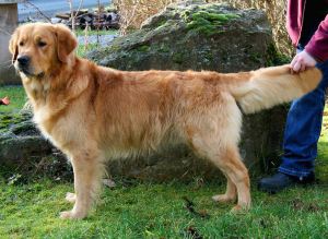 JokerStand2kleinstes